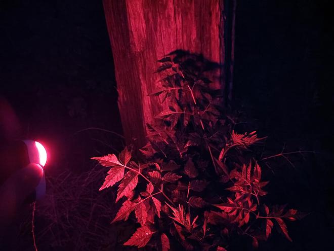 x小魔方头灯体验让你爱不释手！新葡京娱乐城超轻超能！Feni(图5)